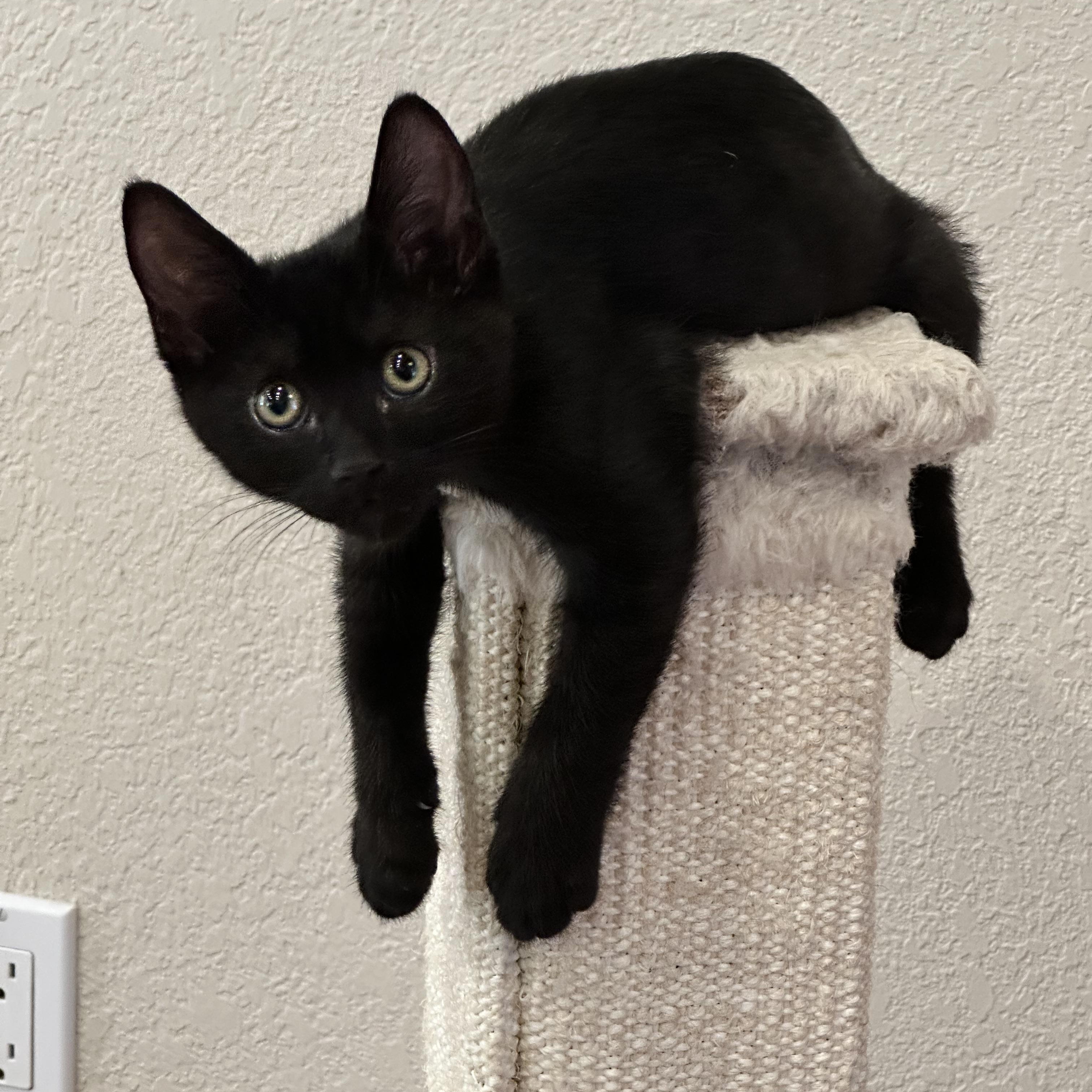 Enlarge Anakin, an adopted Domestic Short Hair in Visalia, CA image 4/4