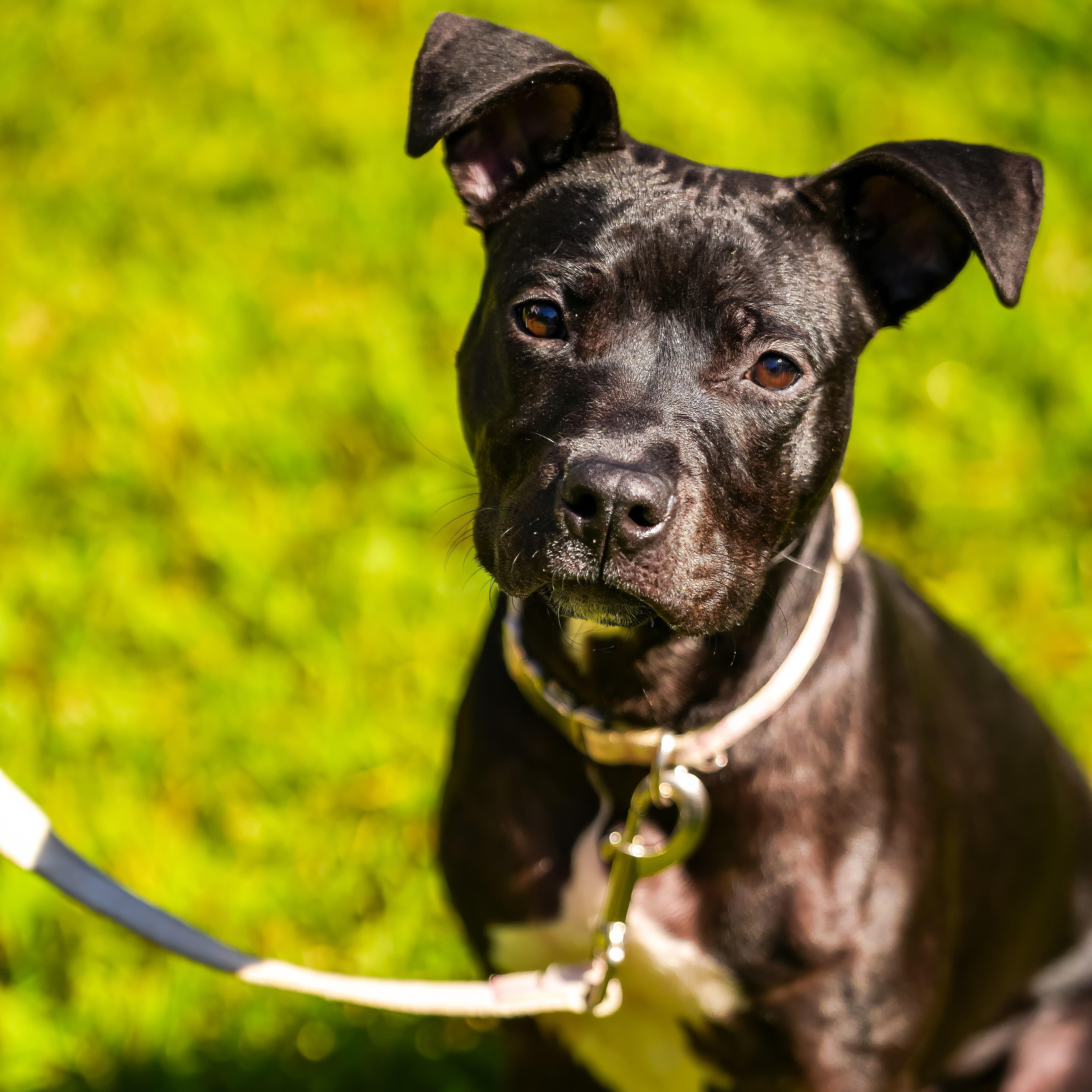 Enlarge Ember, a Adoptable mixed breed in Cornelius, NC image 1/4