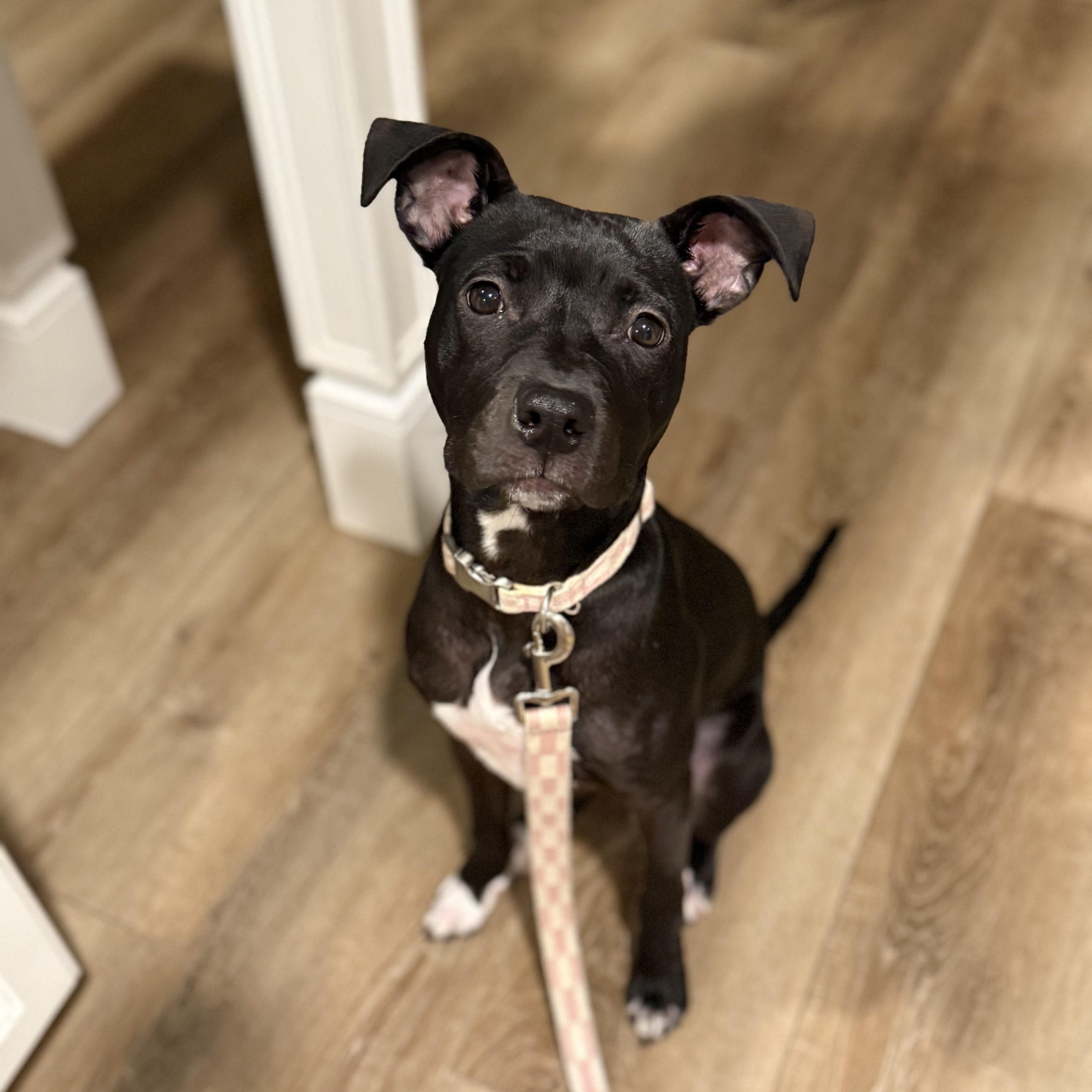 Enlarge Ember, a Adoptable mixed breed in Cornelius, NC image 2/4