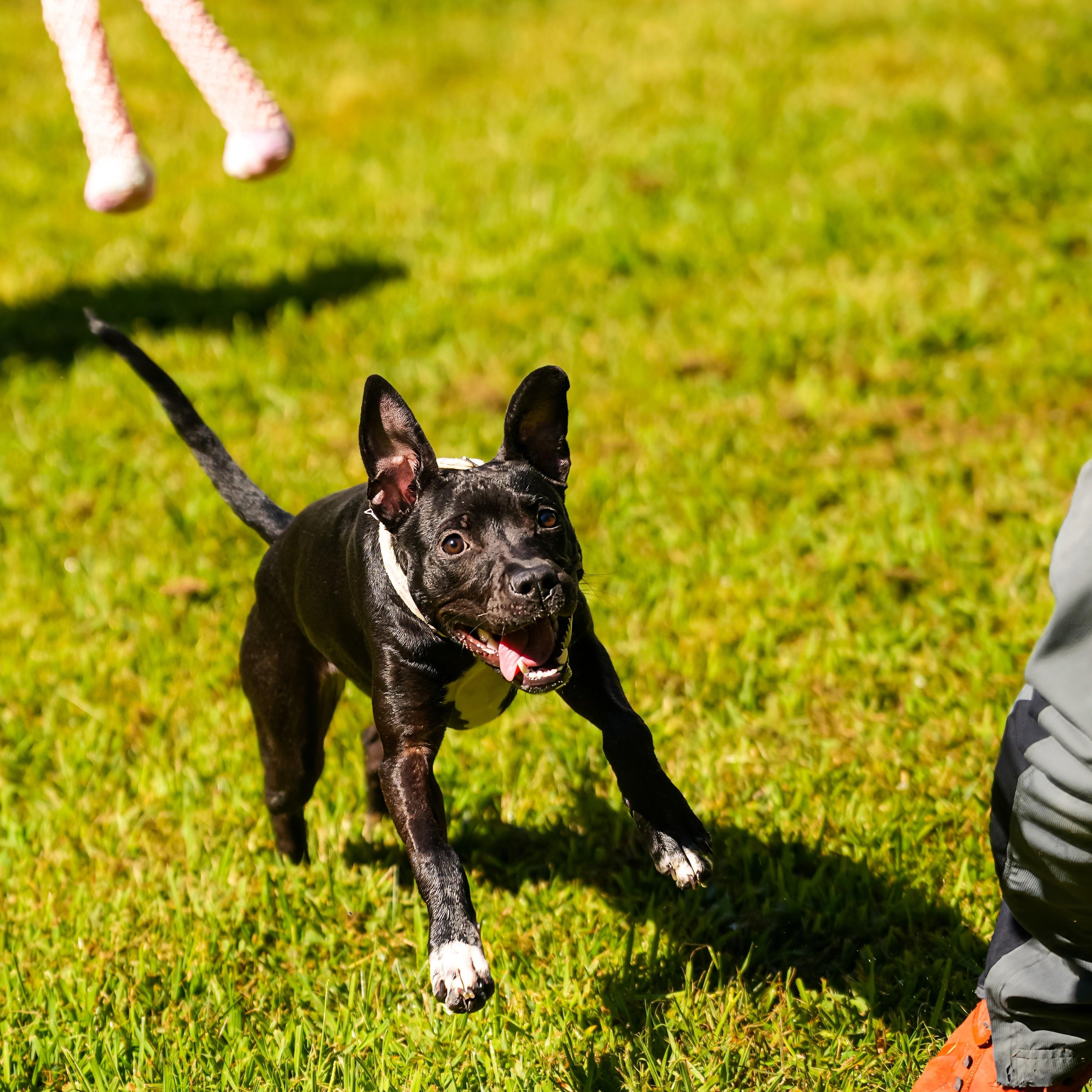 Enlarge Ember, a Adoptable mixed breed in Cornelius, NC image 4/4
