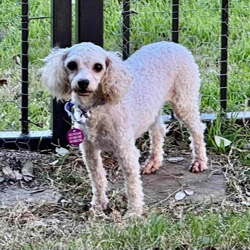 Enlarge Glitter Miller, an adopted Poodle (Toy) in Plano, TX image 2/2
