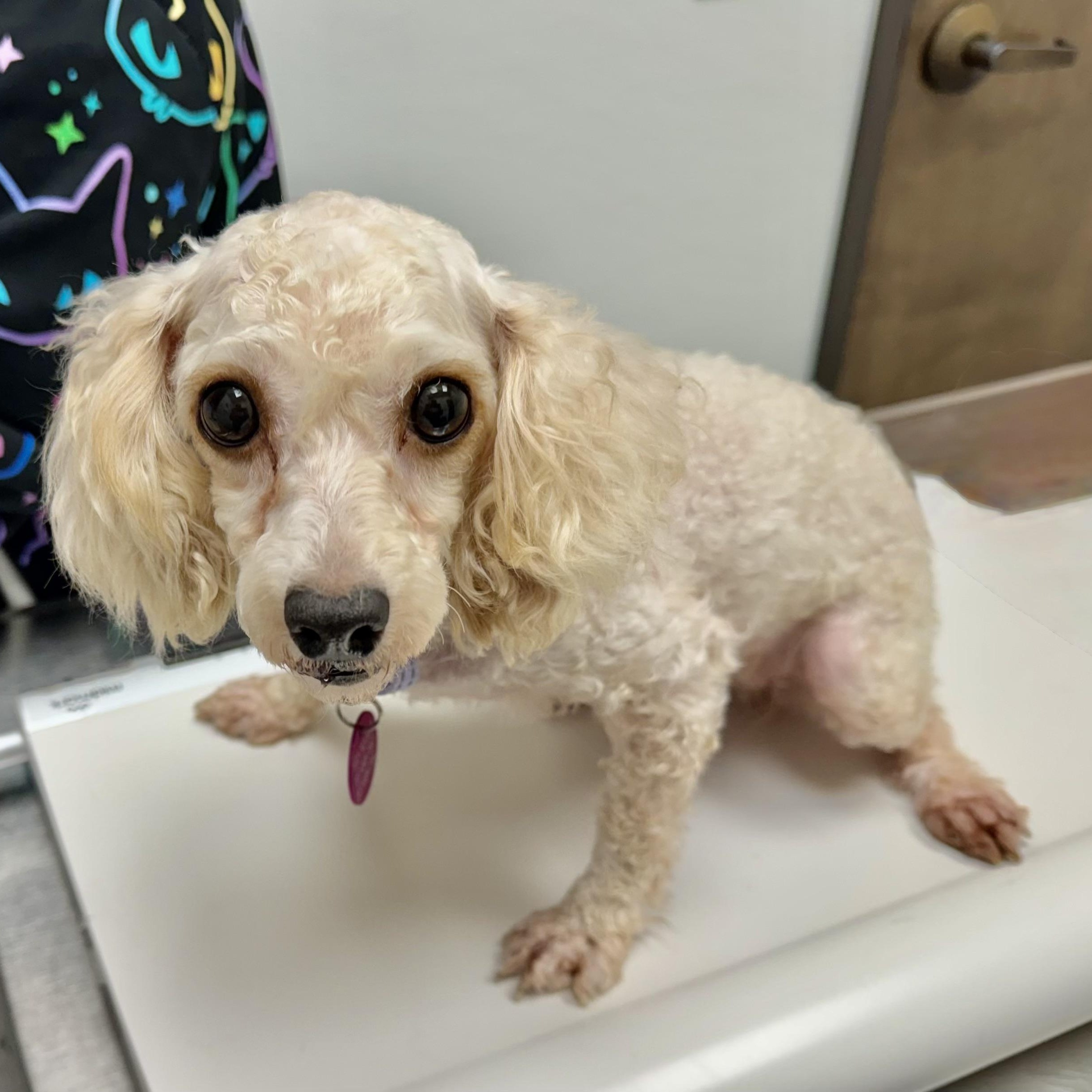 Glitter Miller, adopted, Adult Female Poodle (Toy).