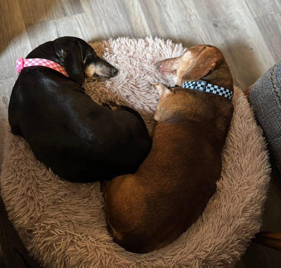 Enlarge Leo and Lily (BONDED), a Adoptable Dachshund in Richmond, KY image 1/6