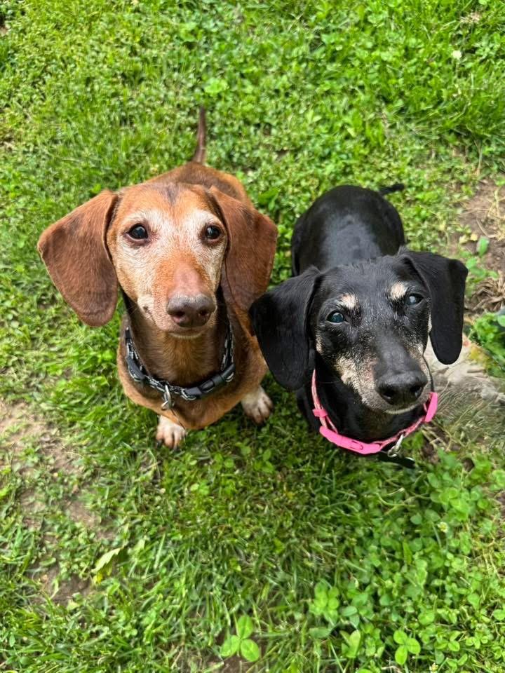 Enlarge Leo and Lily (BONDED), a Adoptable Dachshund in Richmond, KY image 1/6