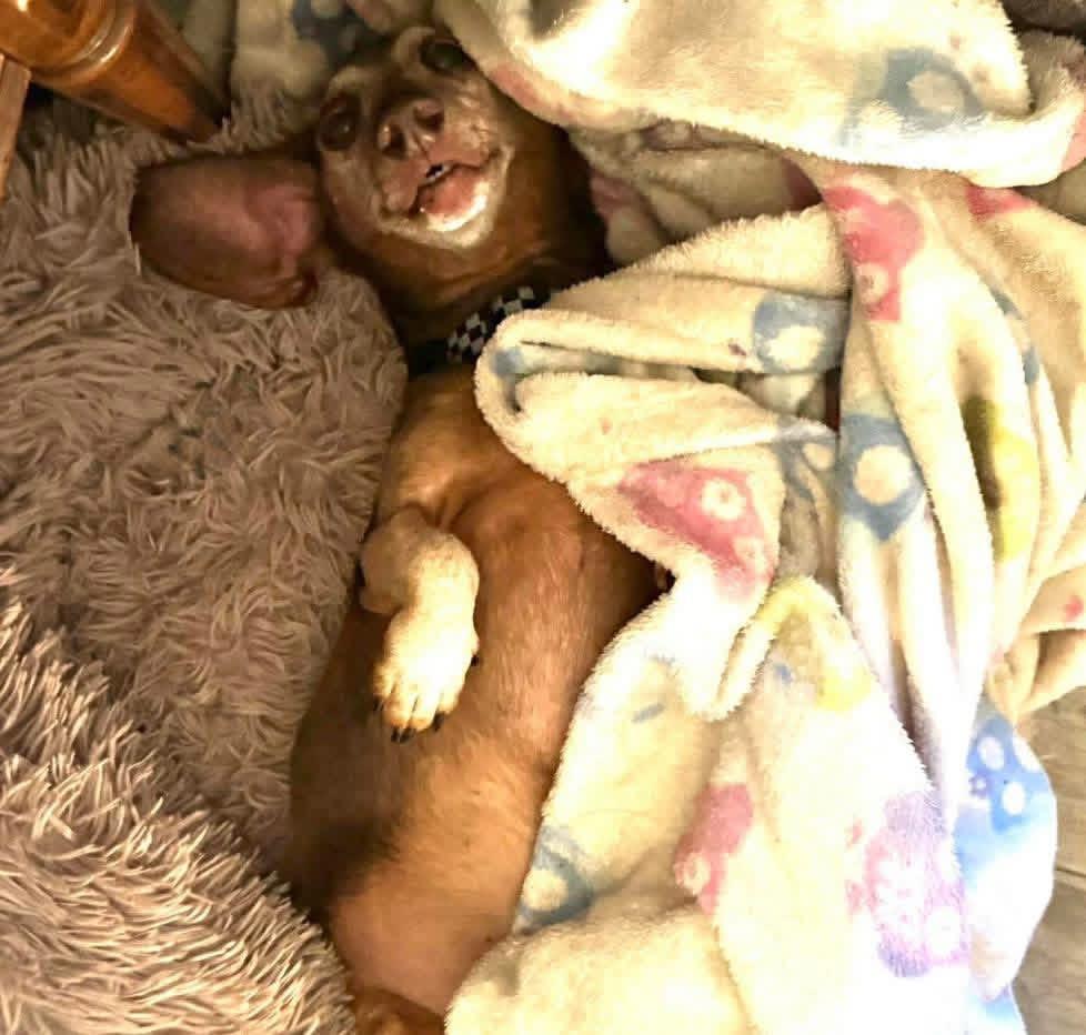 Enlarge Leo and Lily (BONDED), a Adoptable Dachshund in Richmond, KY image 2/6