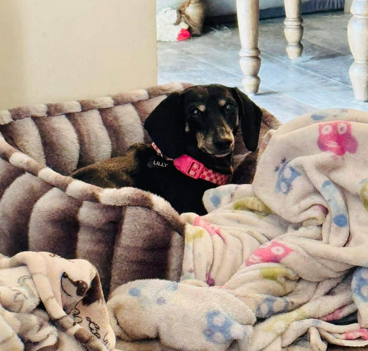 Enlarge Leo and Lily (BONDED), a Adoptable Dachshund in Richmond, KY image 3/6