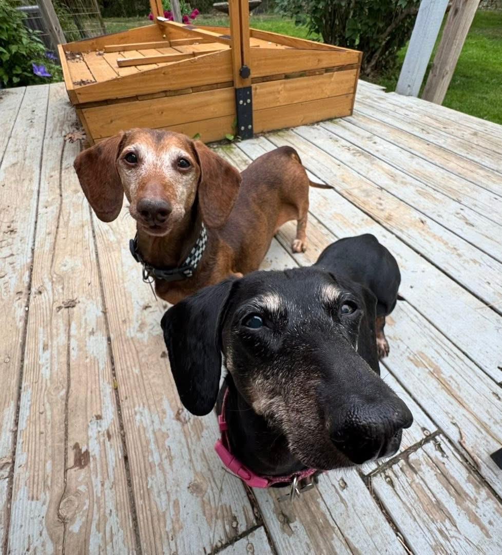 Enlarge Leo and Lily (BONDED), a Adoptable Dachshund in Richmond, KY image 2/6