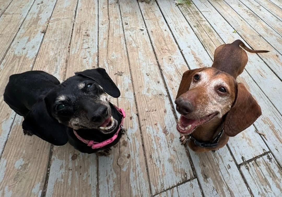 Enlarge Leo and Lily (BONDED), a Adoptable Dachshund in Richmond, KY image 3/6
