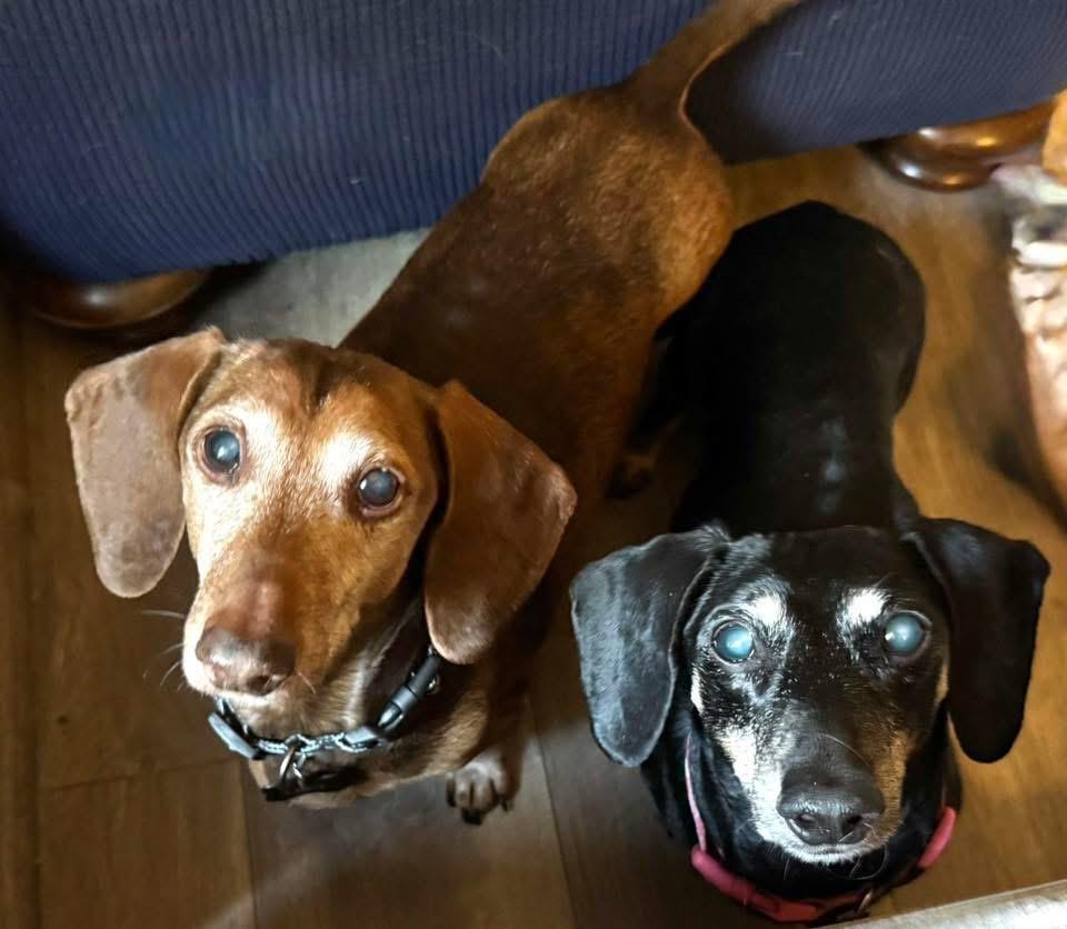 Enlarge Leo and Lily (BONDED), a Adoptable Dachshund in Richmond, KY image 4/6