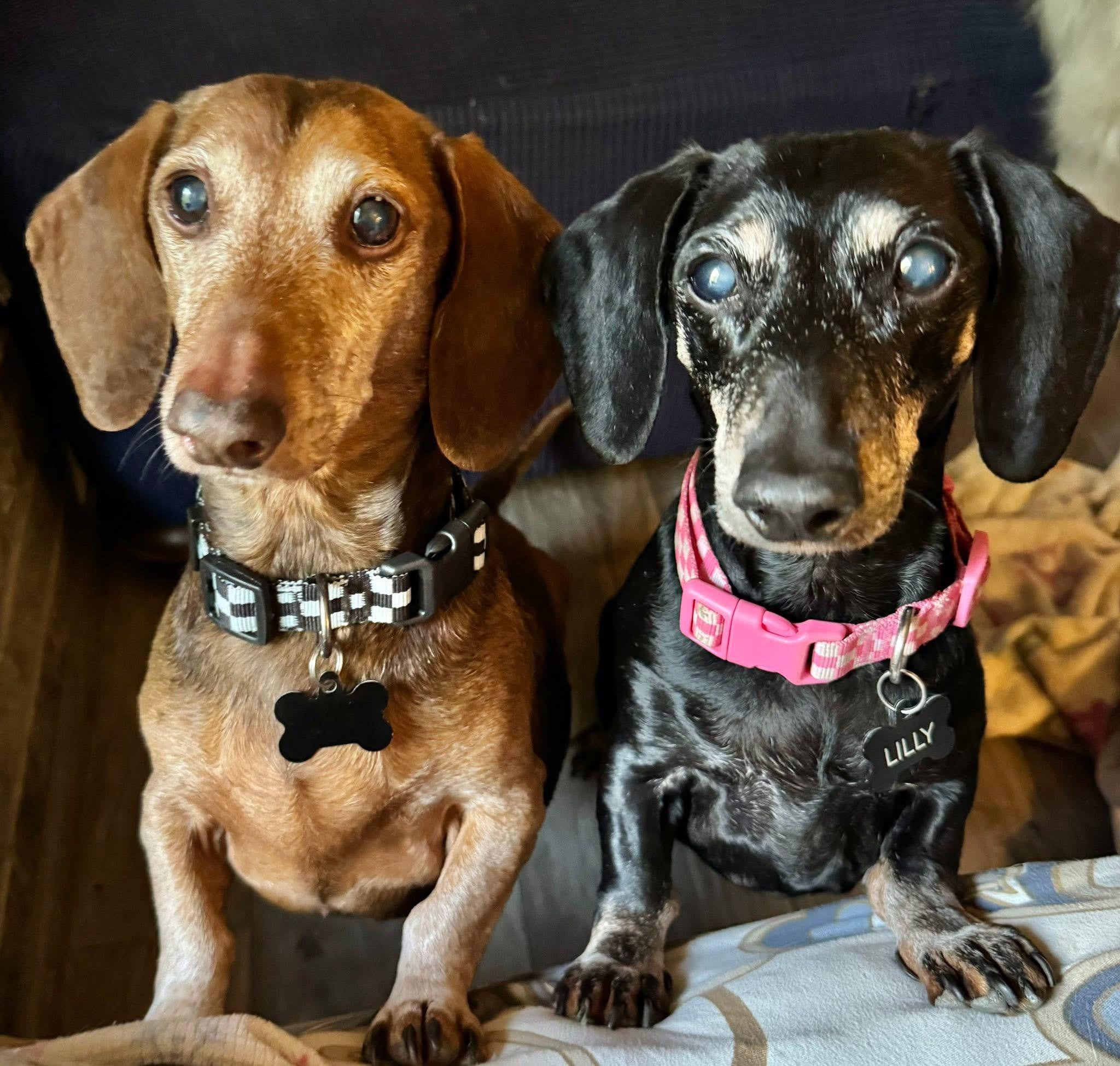 Enlarge Leo and Lily (BONDED), a Adoptable Dachshund in Richmond, KY image 5/6
