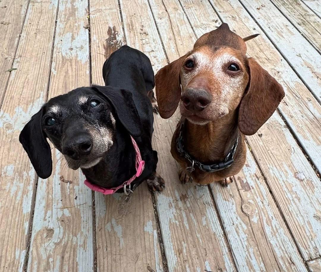 Enlarge Leo and Lily (BONDED), a Adoptable Dachshund in Richmond, KY image 5/6