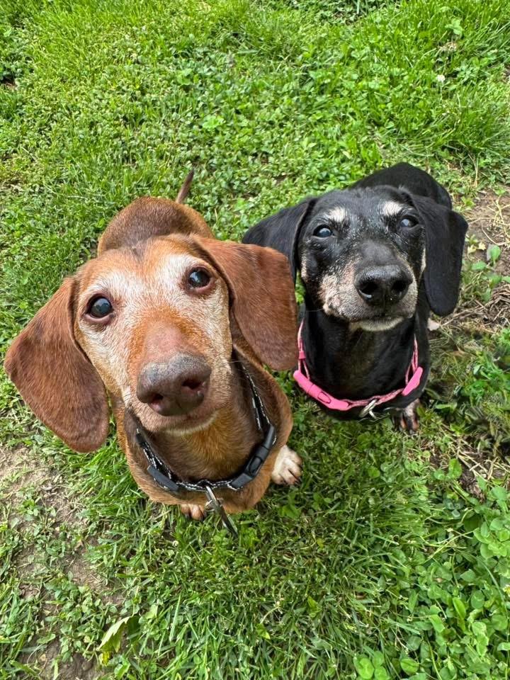 Enlarge Leo and Lily (BONDED), a Adoptable Dachshund in Richmond, KY image 6/6
