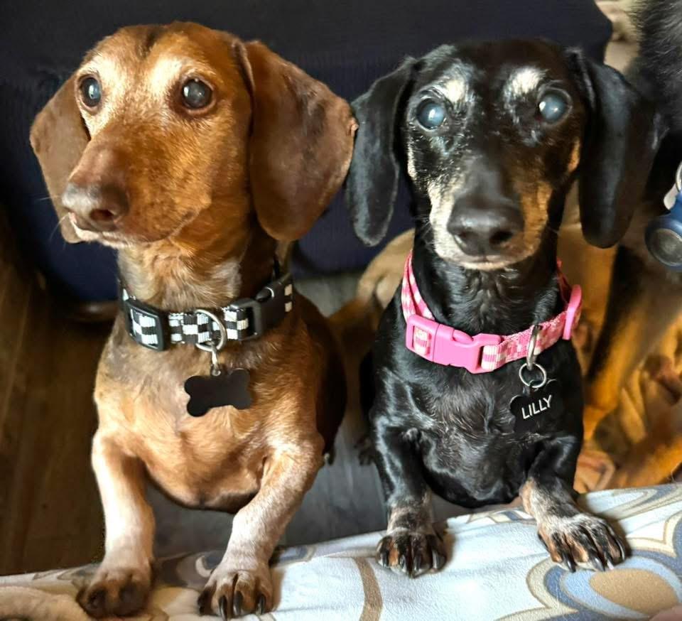 Enlarge Leo and Lily (BONDED), a Adoptable Dachshund in Richmond, KY image 6/6