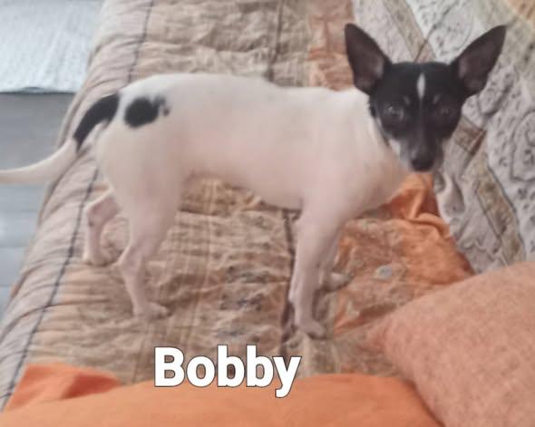 Enlarge Bobby, a ADOPTABLE mixed breed in Fulton, NY image 1/1