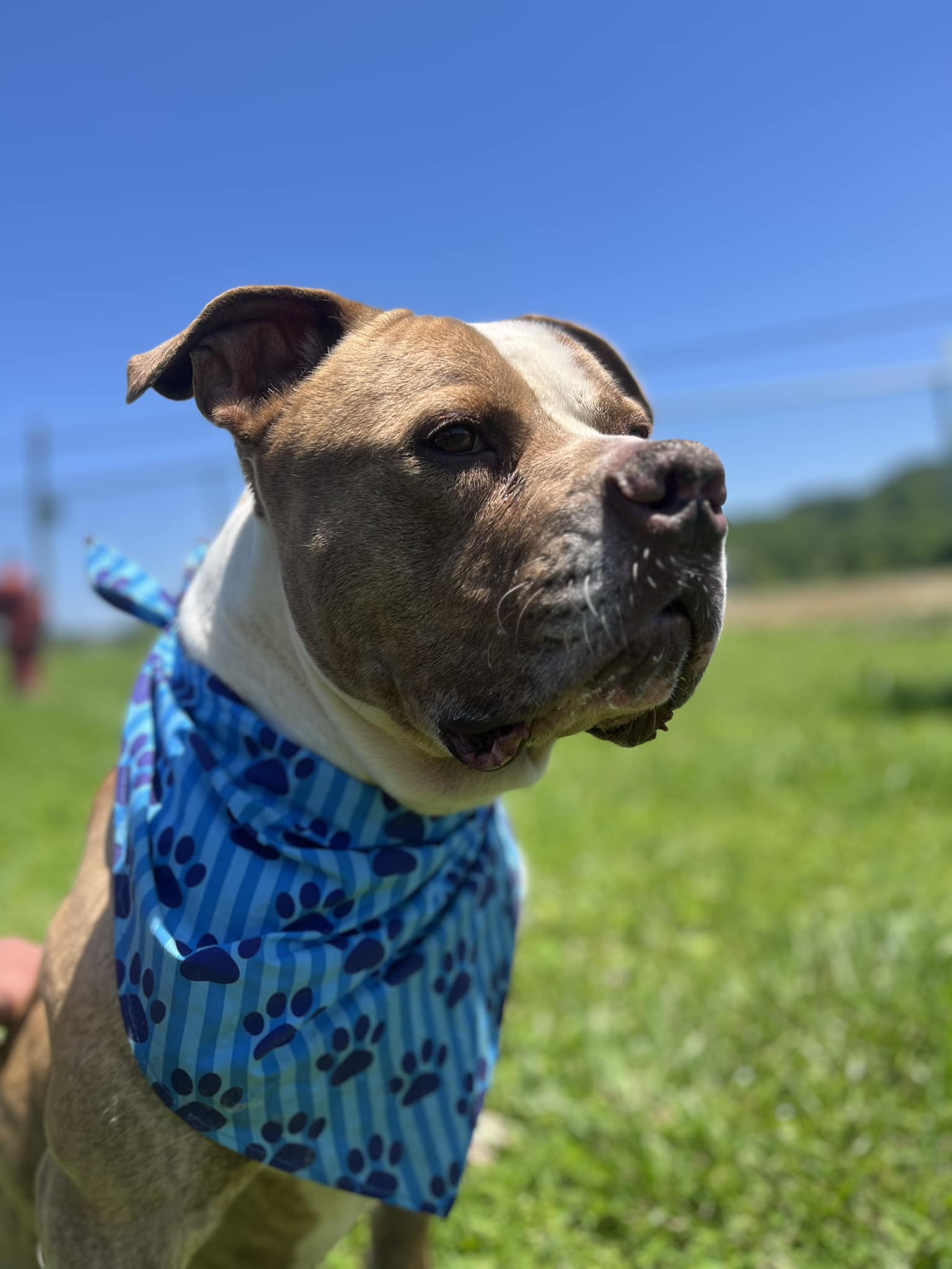 Enlarge Mac, a Adopted Pit Bull Terrier in Millersburg, OH image 1/1