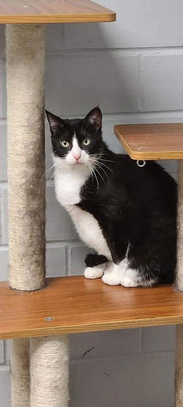 Jean, Adoptable, Adult Female Domestic Short Hair.