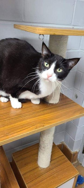 Jean, a Adoptable Domestic Short Hair in Cedar Rapids, IA image 2/3