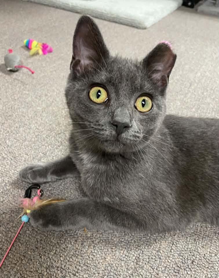 Enlarge Blue, a Adopted Domestic Short Hair in Sterling Heights, MI image 2/3