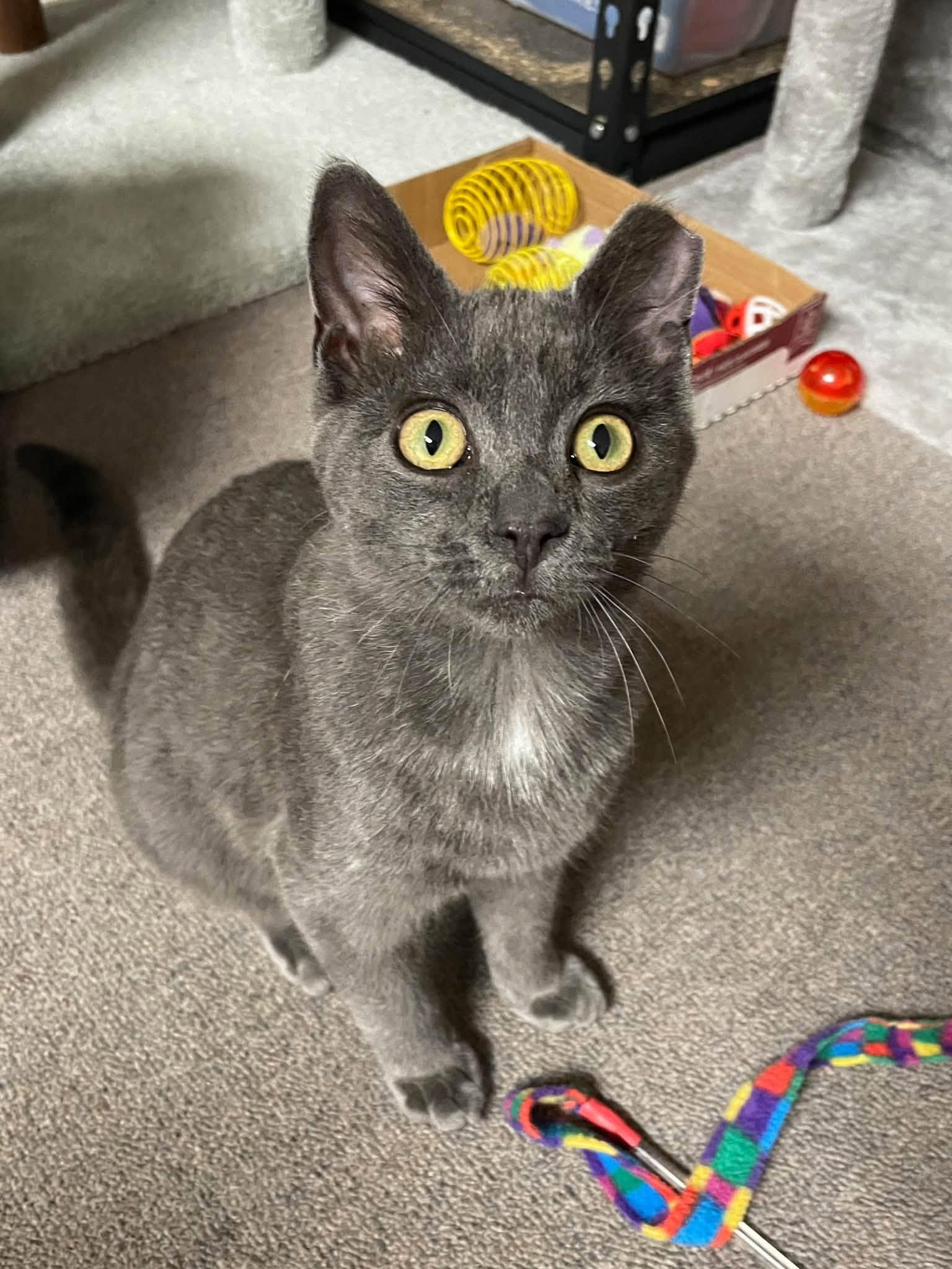 Enlarge Blue, a Adopted Domestic Short Hair in Sterling Heights, MI image 3/3
