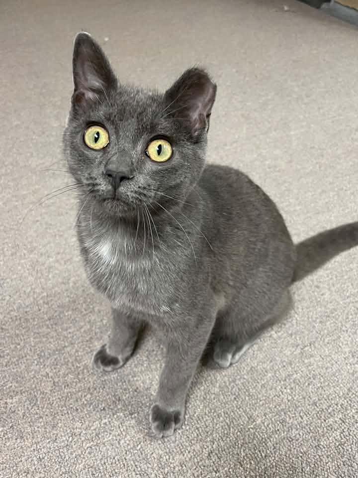 Enlarge Blue, a Adopted Domestic Short Hair in Sterling Heights, MI image 1/3