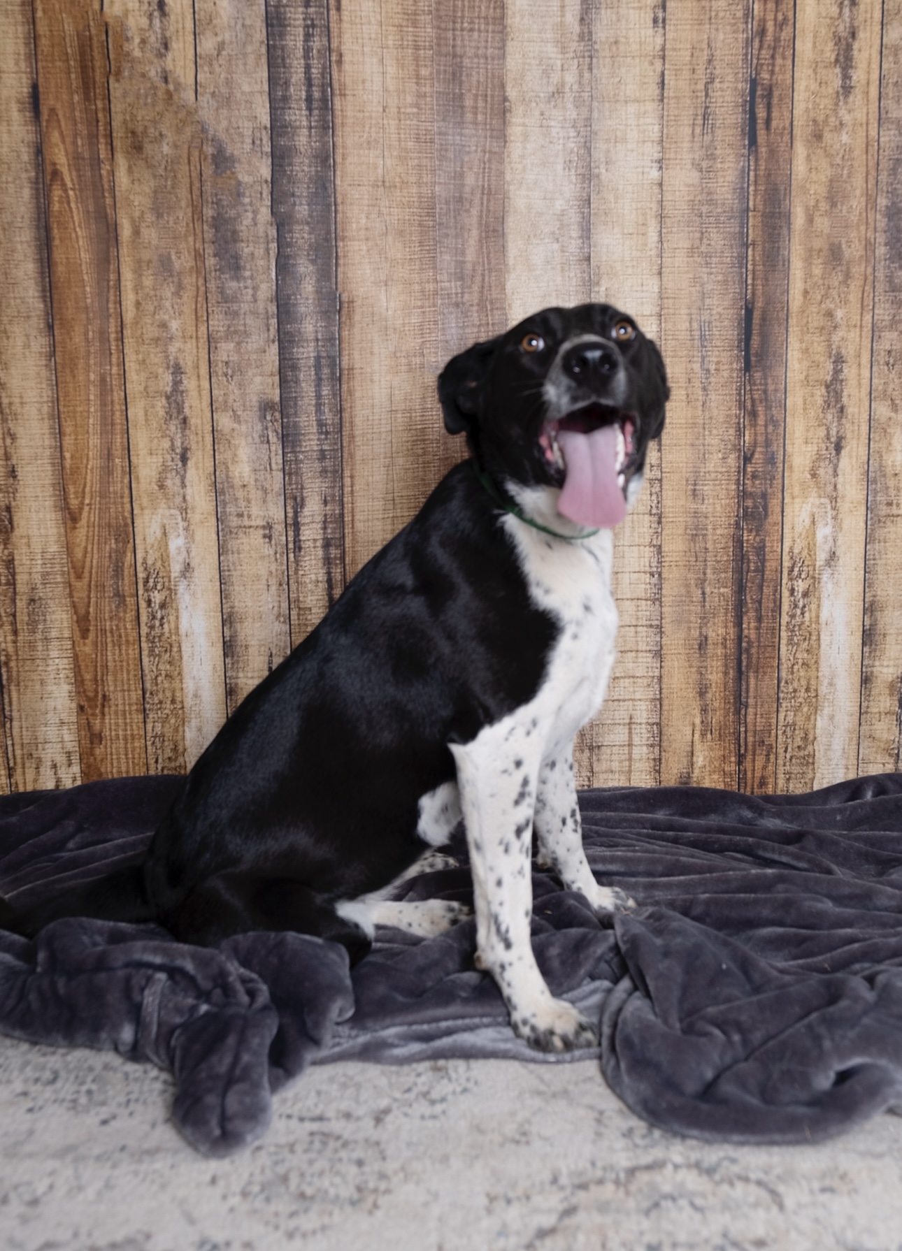 Enlarge Velvet, a Adoptable mixed breed in Lubbock, TX image 1/3