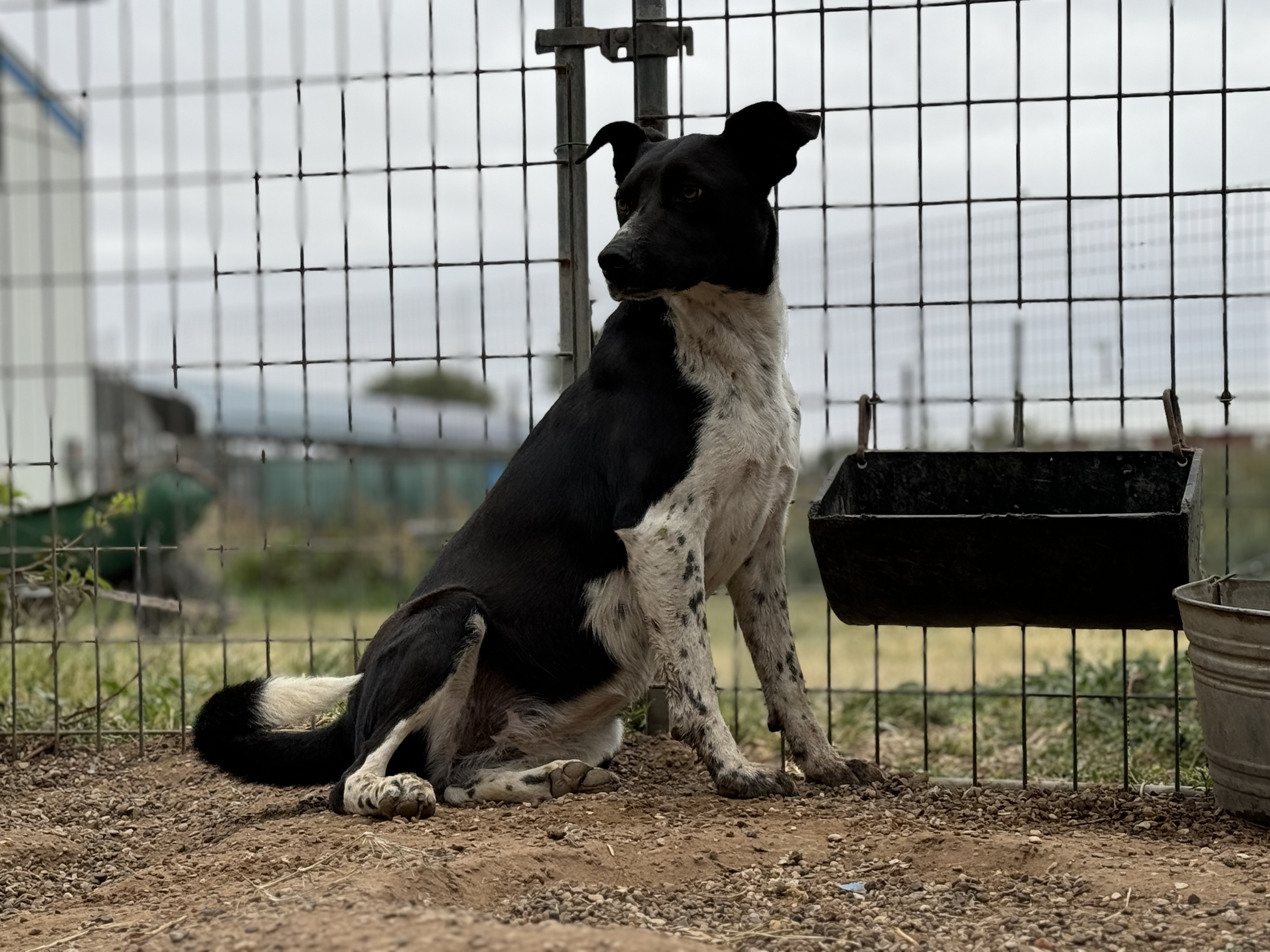 Enlarge Velvet, a Adoptable mixed breed in Lubbock, TX image 2/3