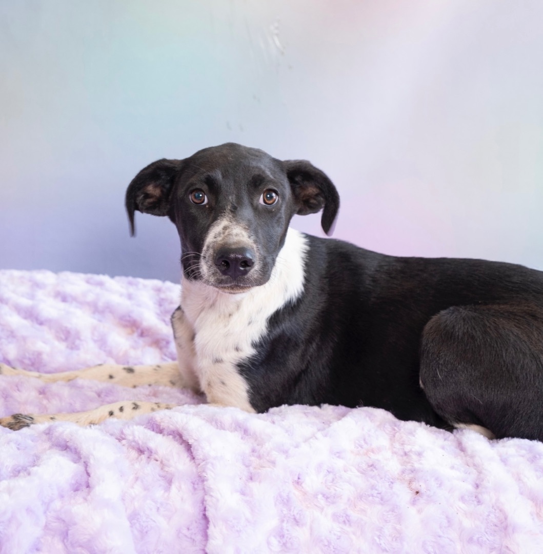 Enlarge Velvet, a Adoptable mixed breed in Lubbock, TX image 3/3