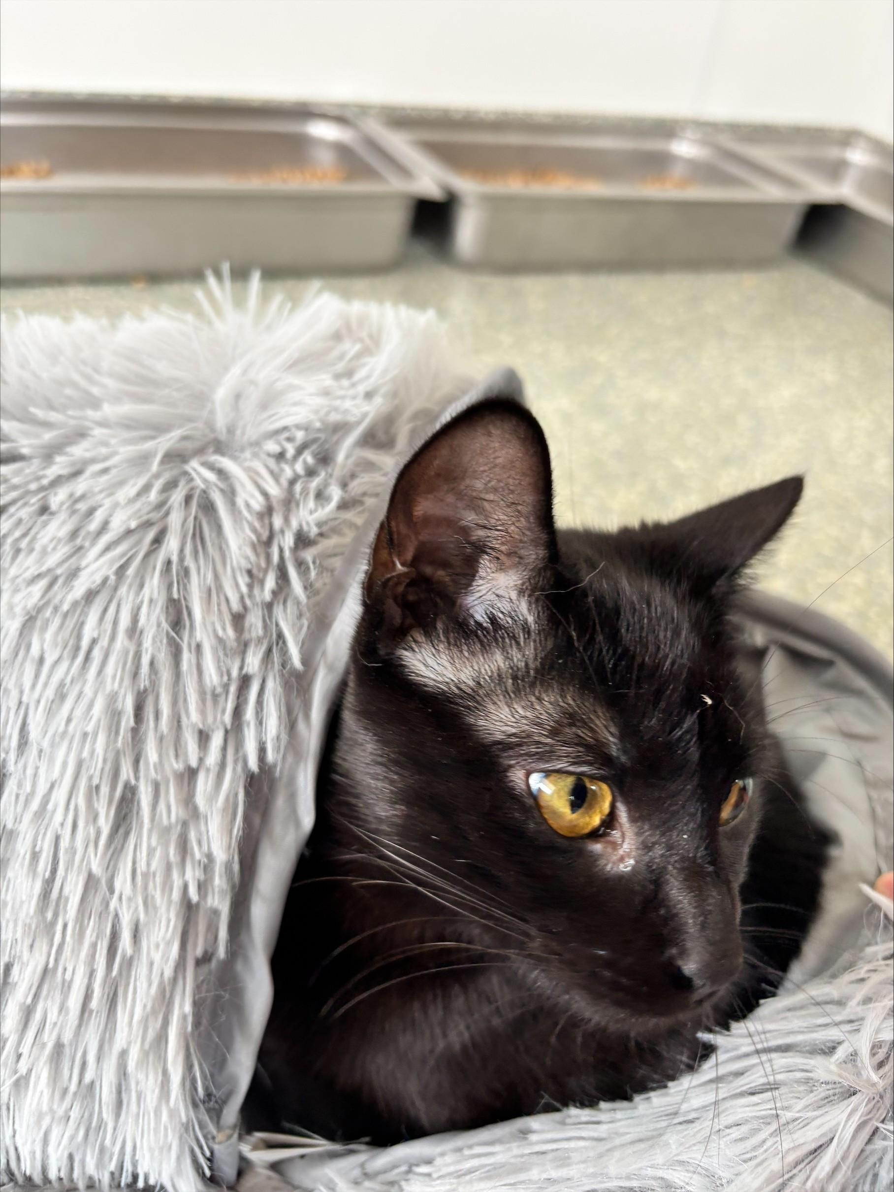 Enlarge Tank, a ADOPTABLE Domestic Short Hair in Waldport, OR image 1/2