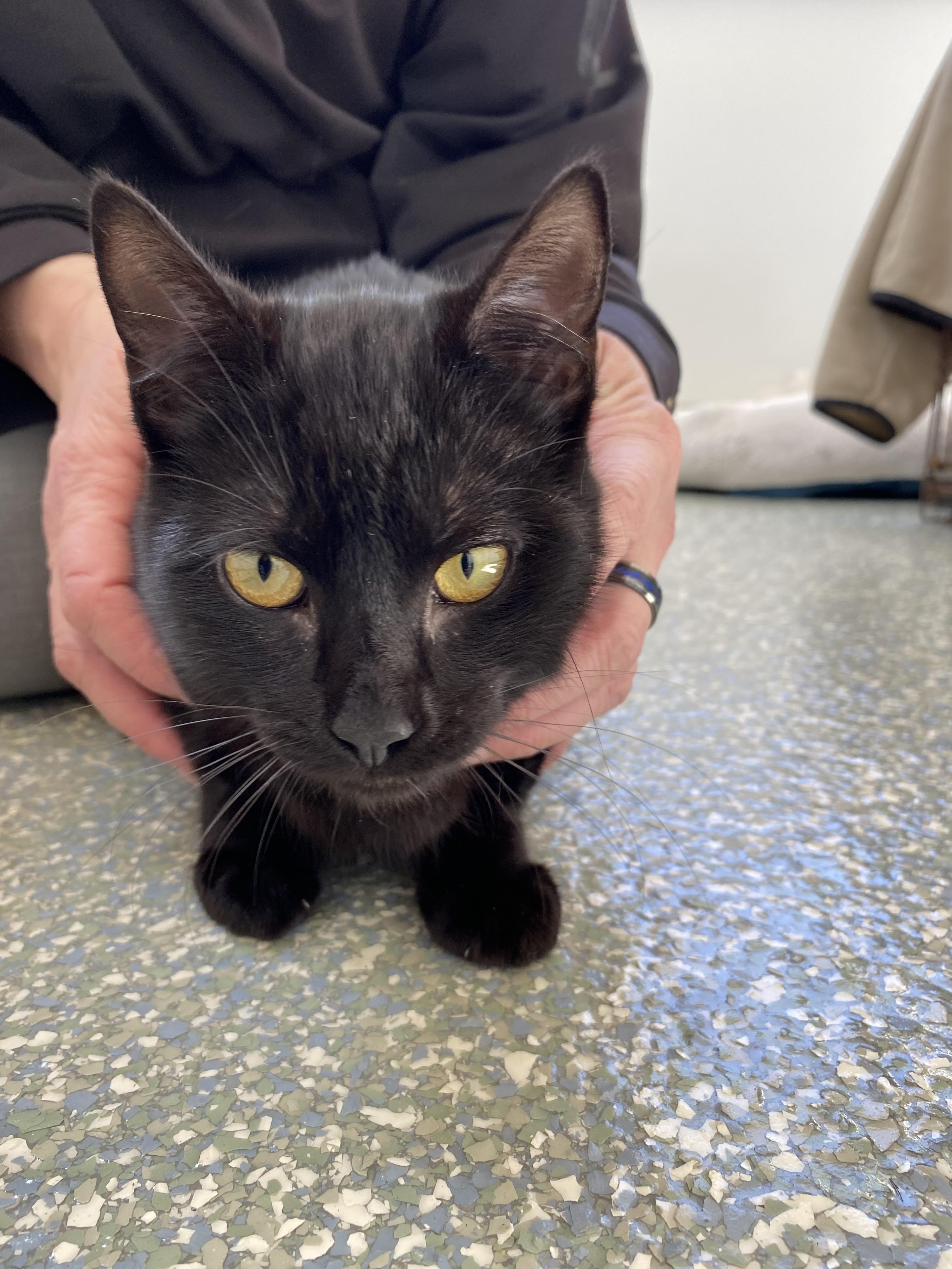 Enlarge Tank, a ADOPTABLE Domestic Short Hair in Waldport, OR image 2/2