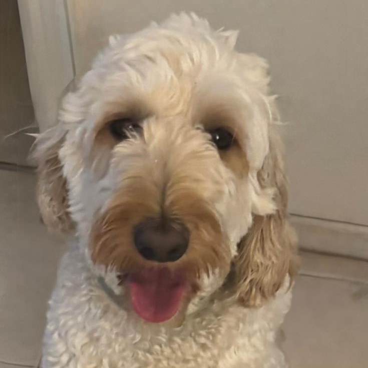 Enlarge Max, an adopted Goldendoodle in Miami, FL image 1/5