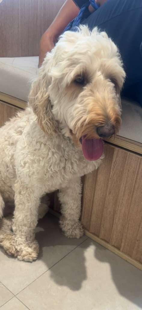 Enlarge Max, an adopted Goldendoodle in Miami, FL image 5/5