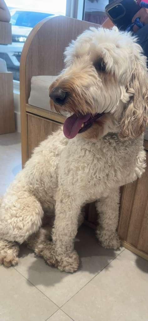 Enlarge Max, an adopted Goldendoodle in Miami, FL image 4/5