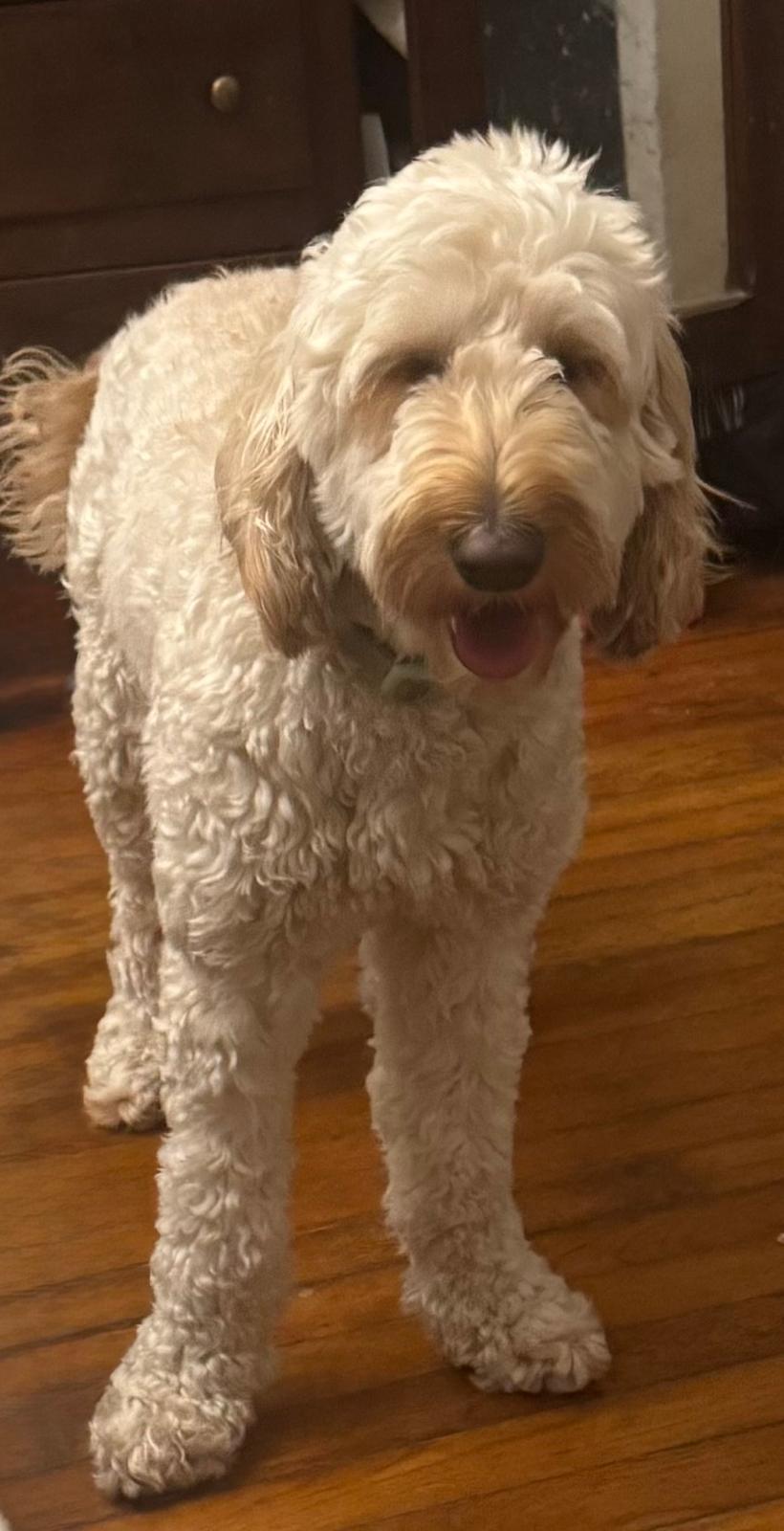 Enlarge Max, an adopted Goldendoodle in Miami, FL image 2/5