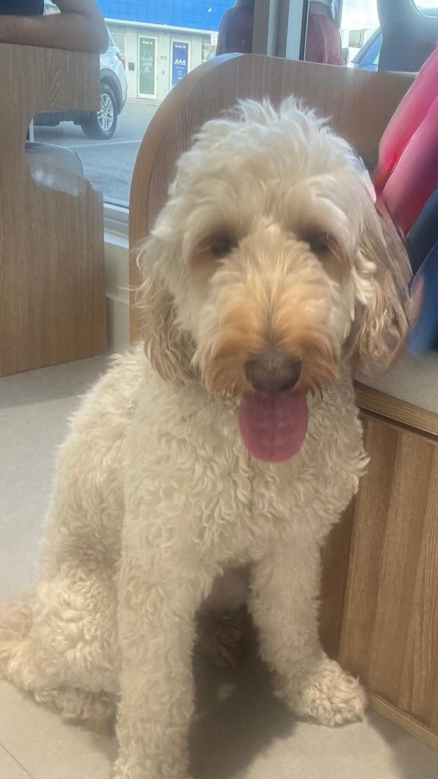 Enlarge Max, an adopted Goldendoodle in Miami, FL image 3/5