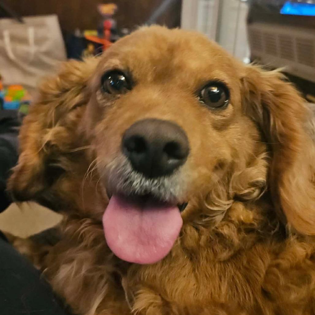 Libby, a Adoptable Cockapoo in Sinking Spring, PA image 1/4