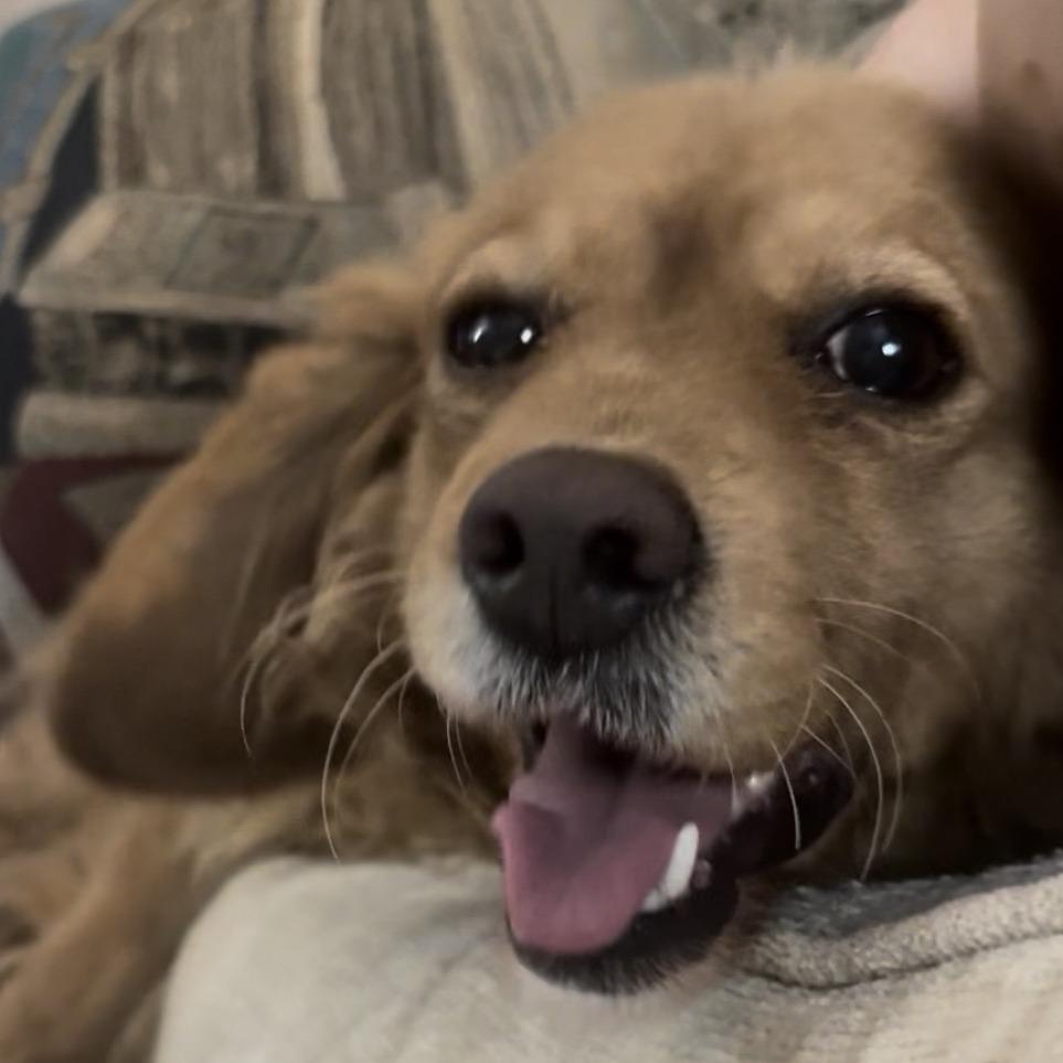 Libby, a Adoptable Cockapoo in Sinking Spring, PA image 2/4