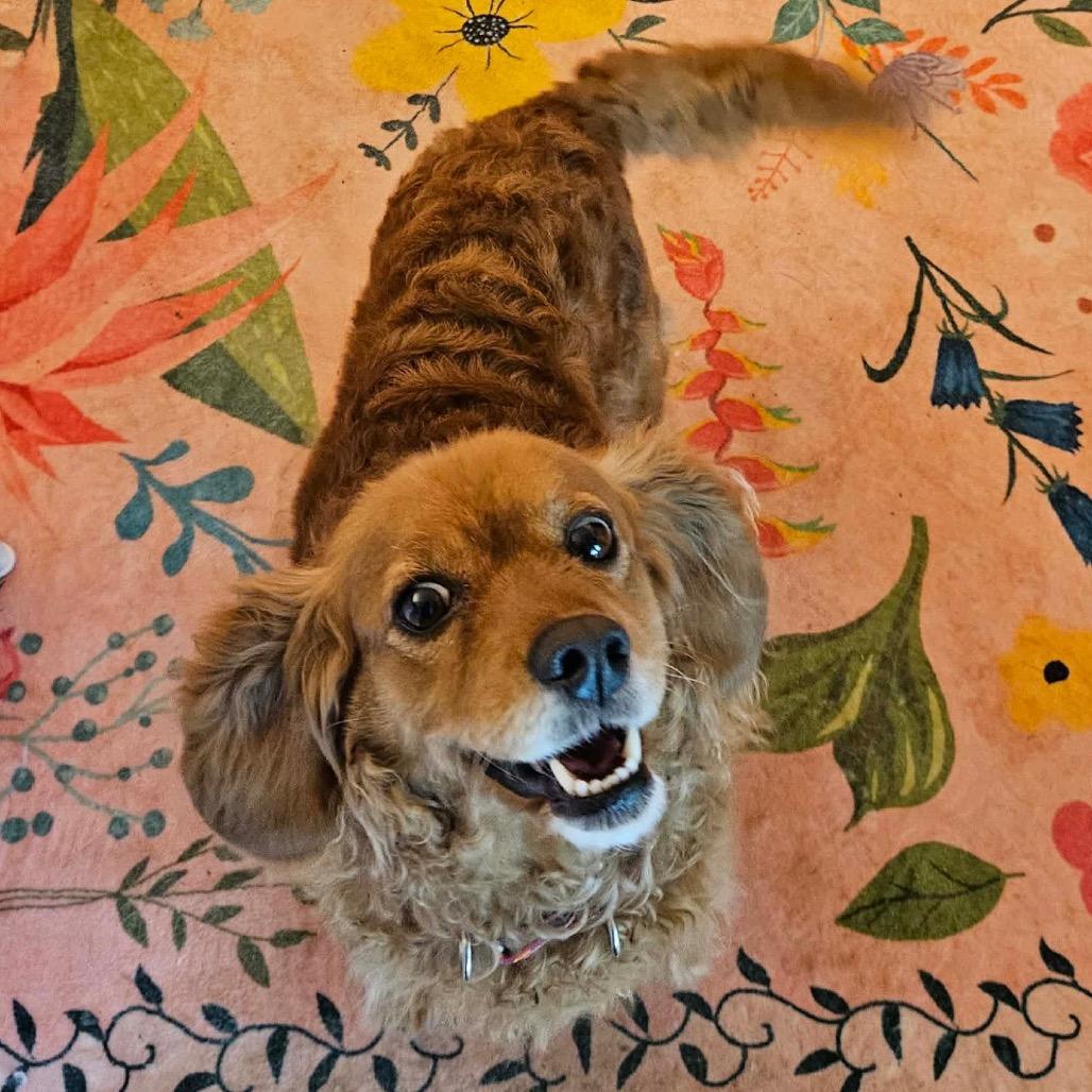 Libby, a Adoptable Cockapoo in Sinking Spring, PA image 4/4