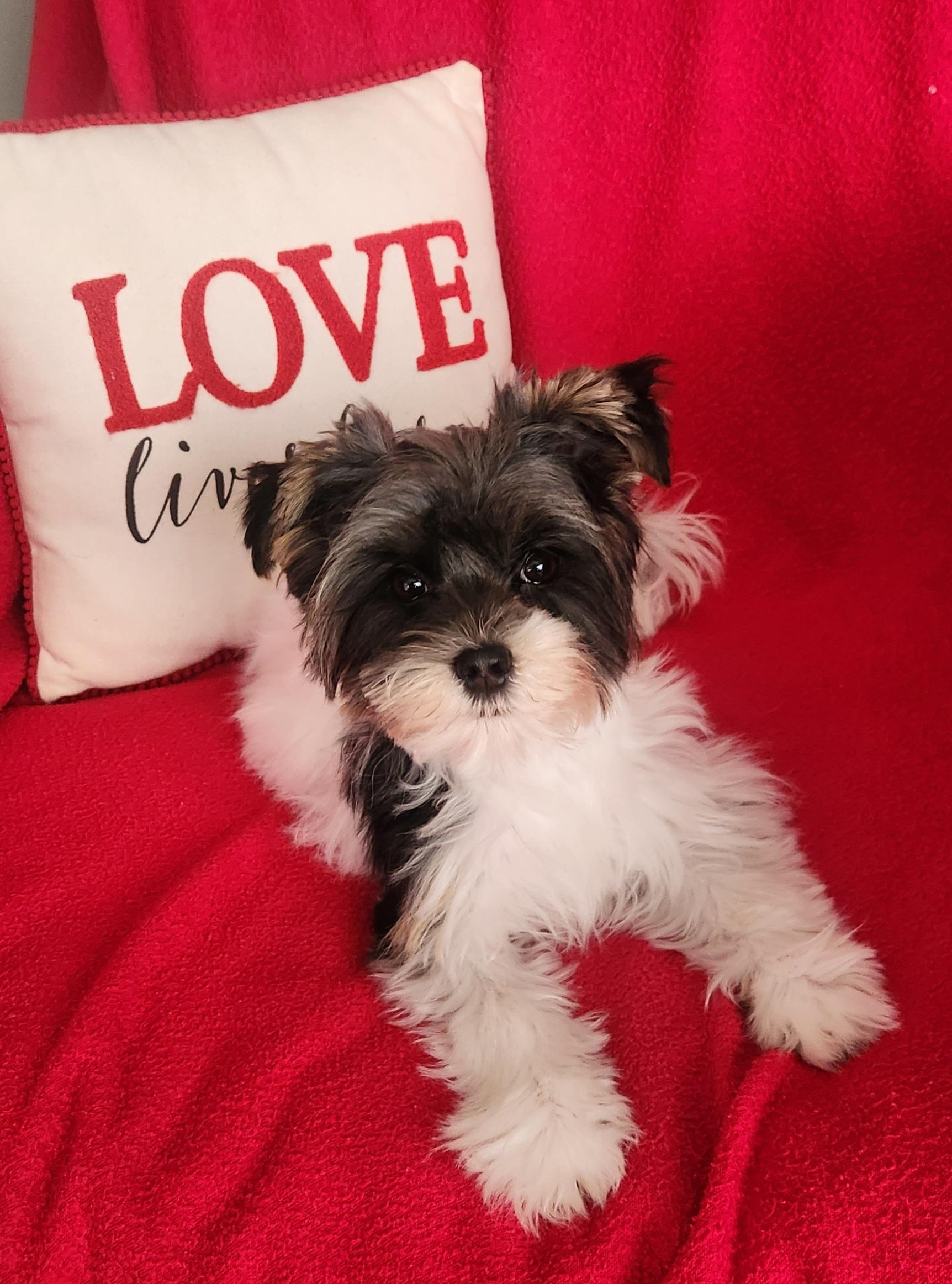 Dixie. ADOPTED, ADOPTABLE, Puppy Female Yorkshire Terrier.