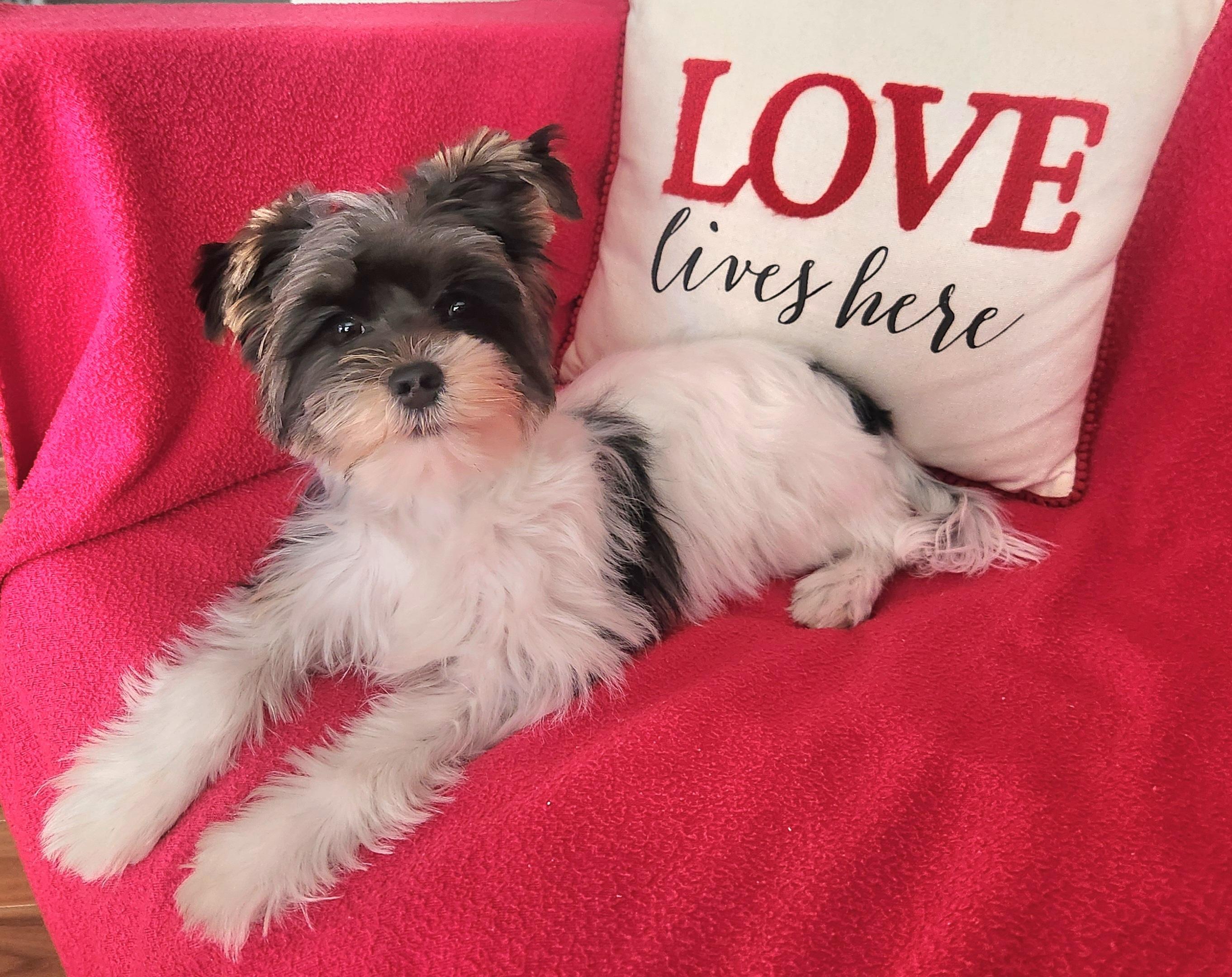 Dixie. ADOPTED — thumbnail 3