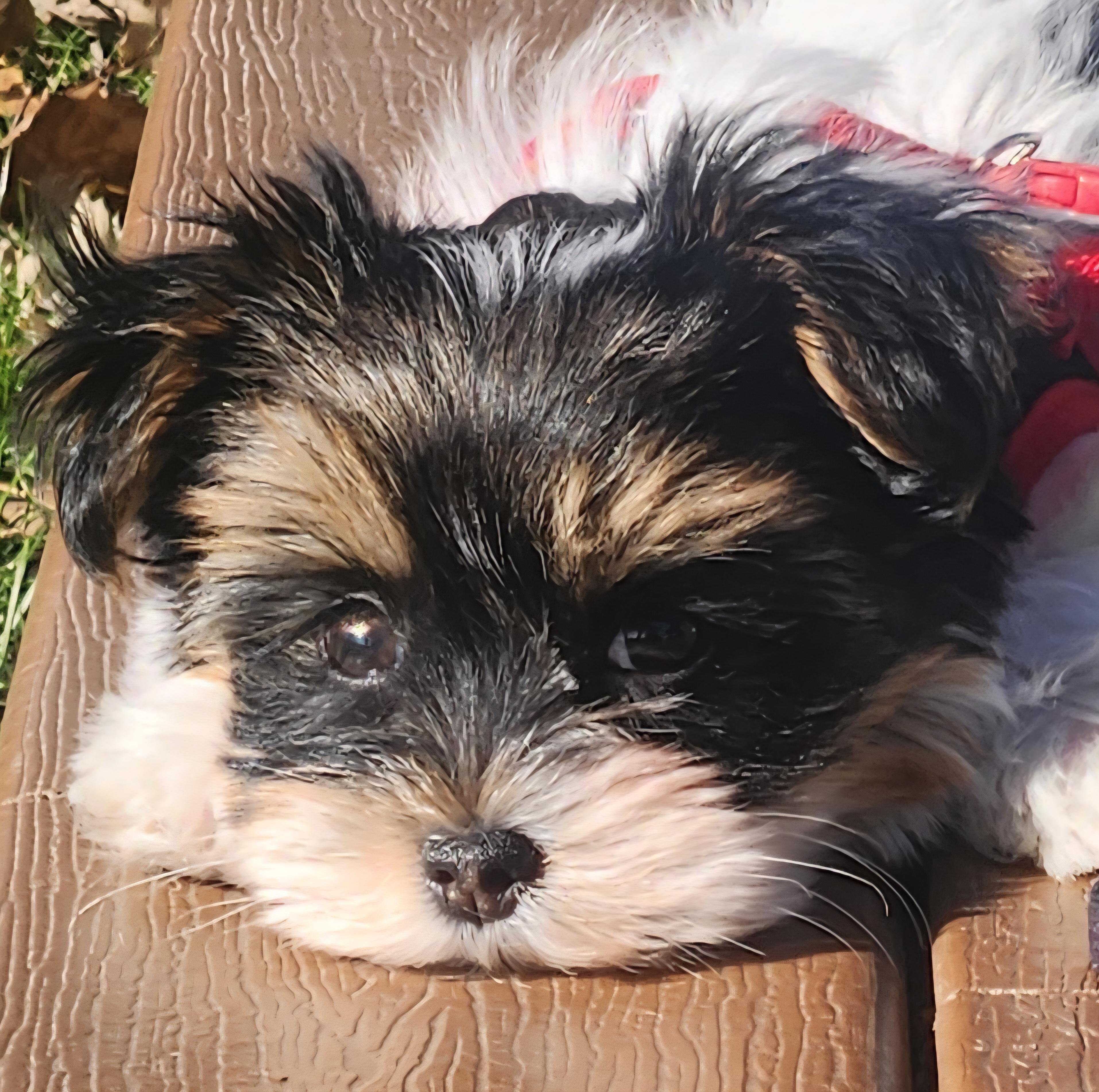 Dixie. ADOPTED — thumbnail 4