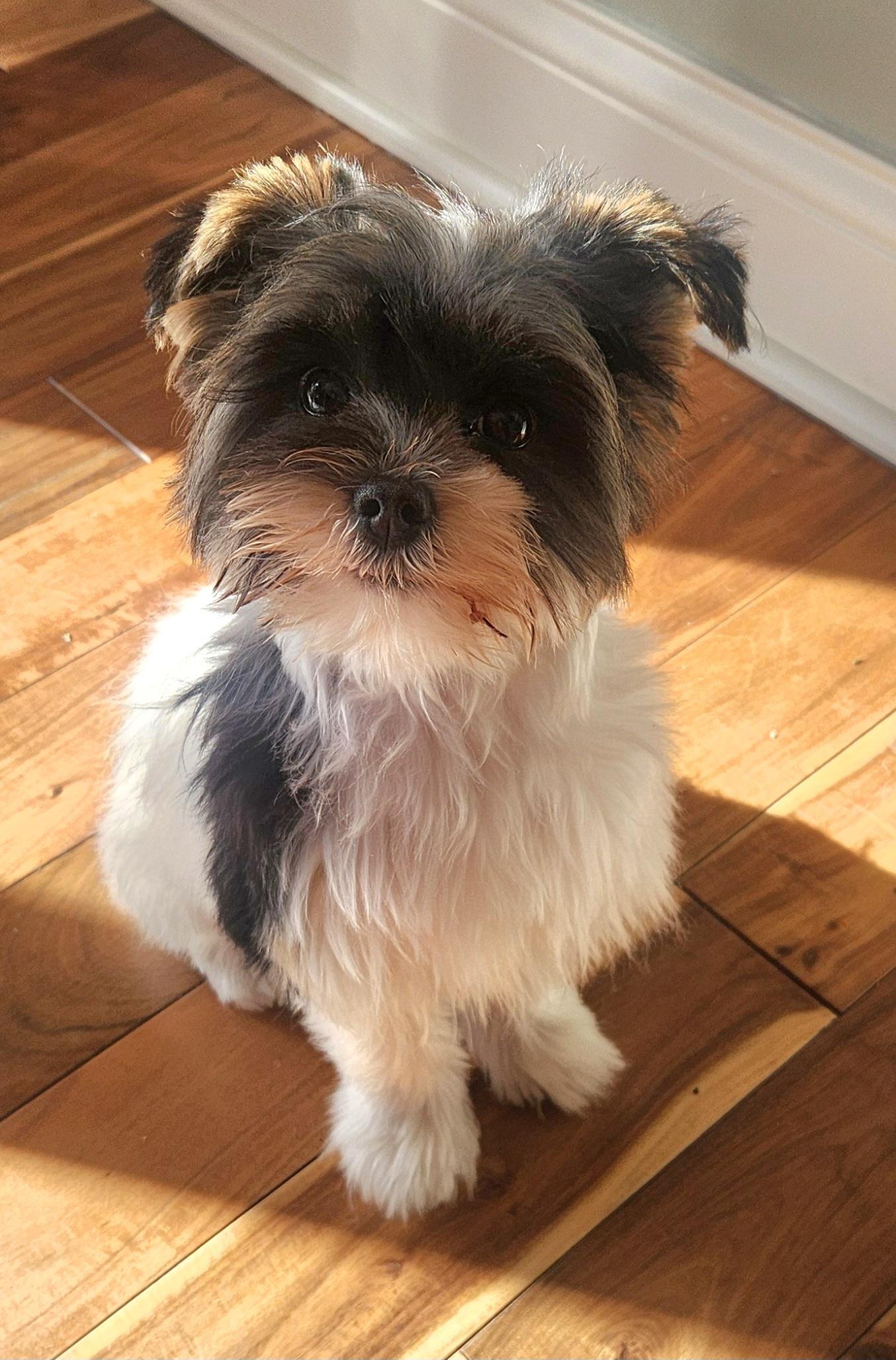 Dixie. ADOPTED — thumbnail 5