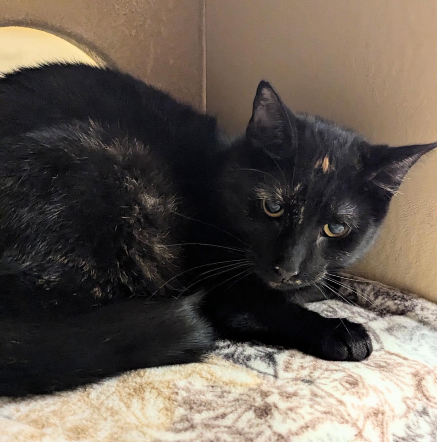 Maya, Adoptable, Young Female Tortoiseshell.