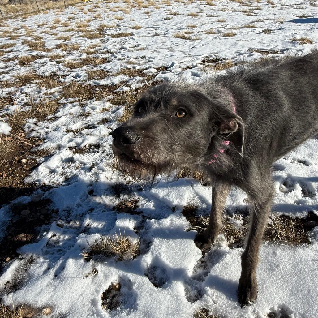 Enlarge Castle, a Adoptable Mixed Breed in Park City, UT image 1/6