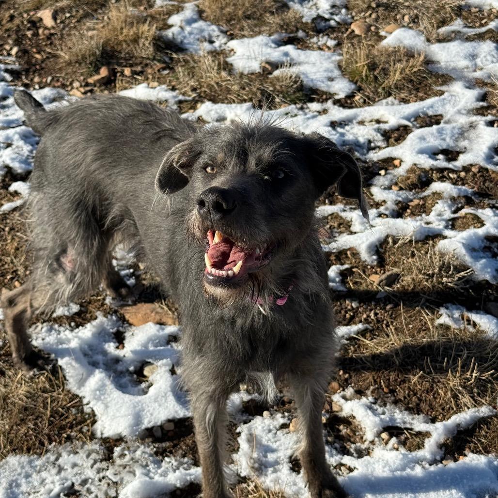 Enlarge Castle, a Adoptable Mixed Breed in Park City, UT image 2/6