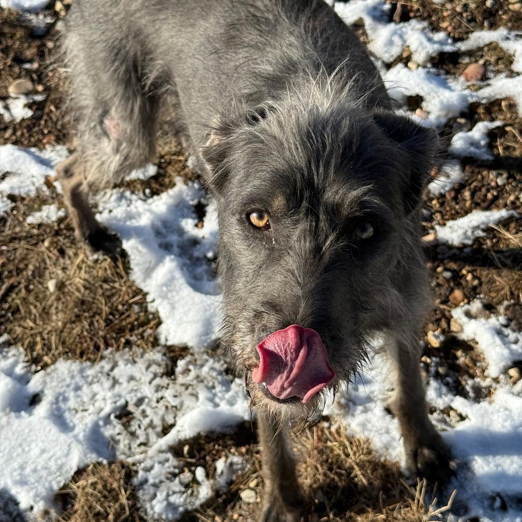 Enlarge Castle, a Adoptable Mixed Breed in Park City, UT image 5/6