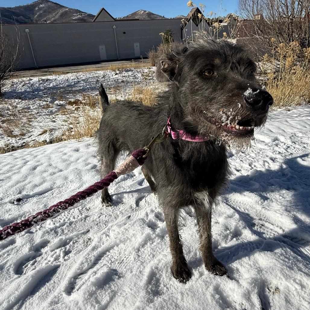 Enlarge Castle, a Adoptable Mixed Breed in Park City, UT image 6/6