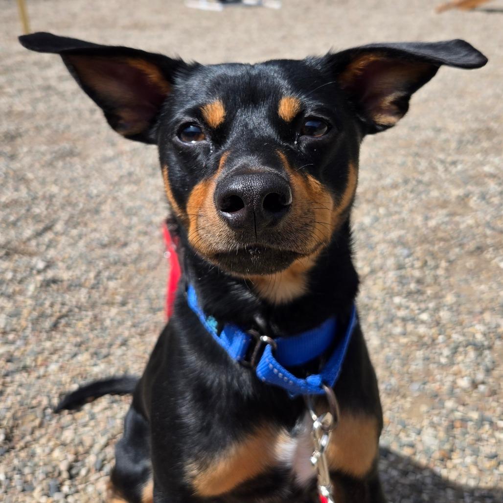 Muchacho, a Adoptable Mixed Breed in West Olive, MI image 1/6