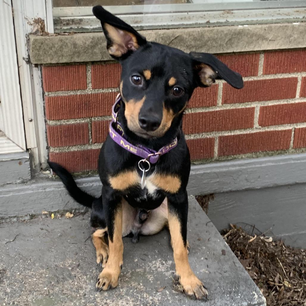 Muchacho, a Adoptable Mixed Breed in West Olive, MI image 2/6