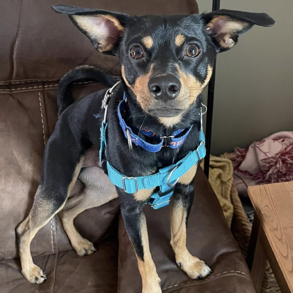 Muchacho, a Adoptable Mixed Breed in West Olive, MI image 4/6