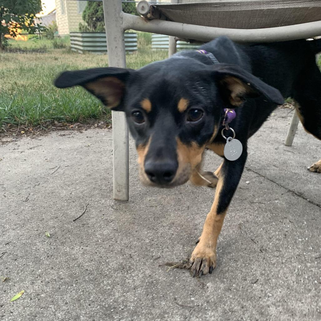 Muchacho, a Adoptable Mixed Breed in West Olive, MI image 5/6